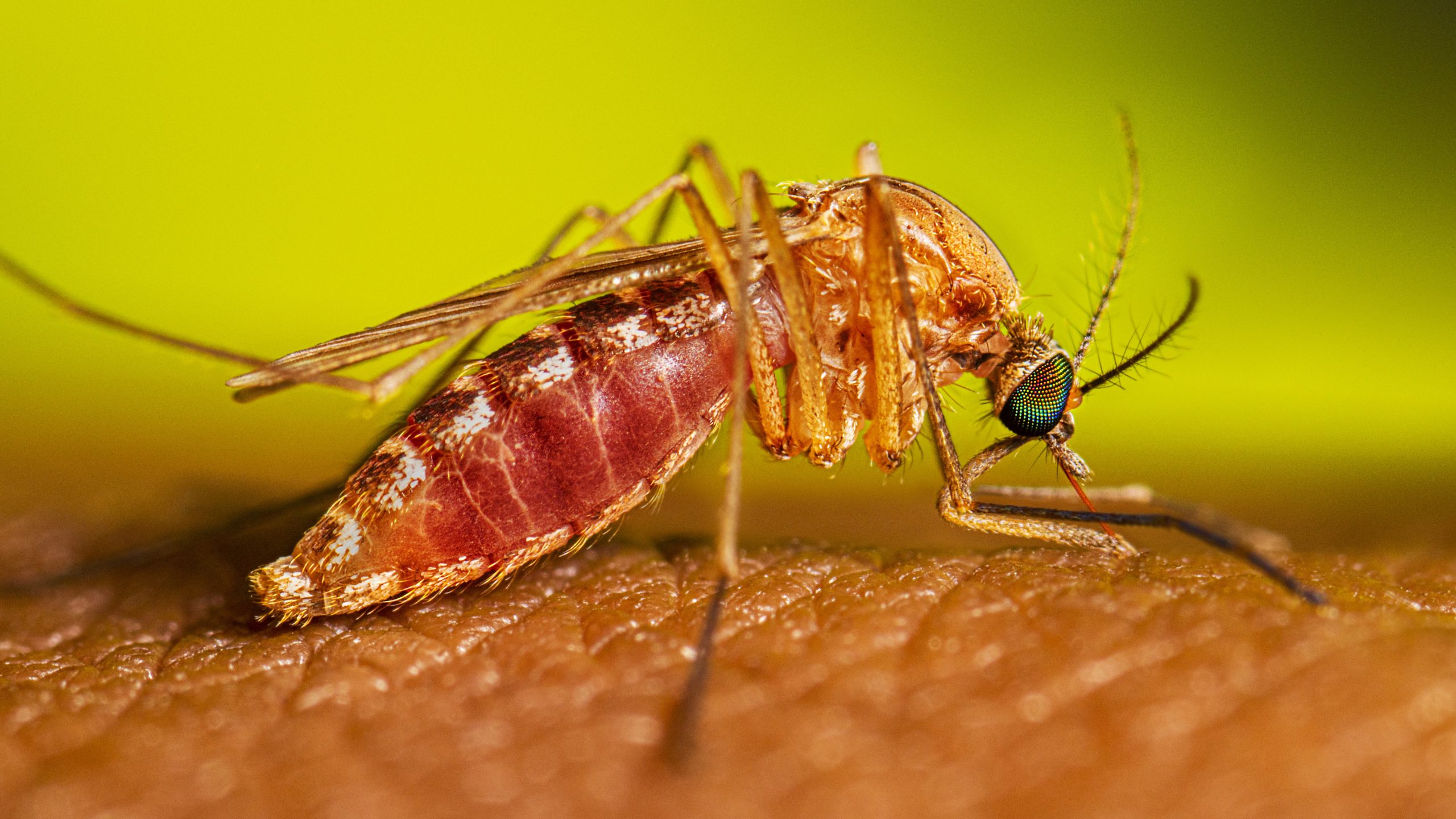 West Nile Virus