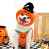 Halloween Pumpkin Pet Vest Costume for Dogs & Cats - Image 3